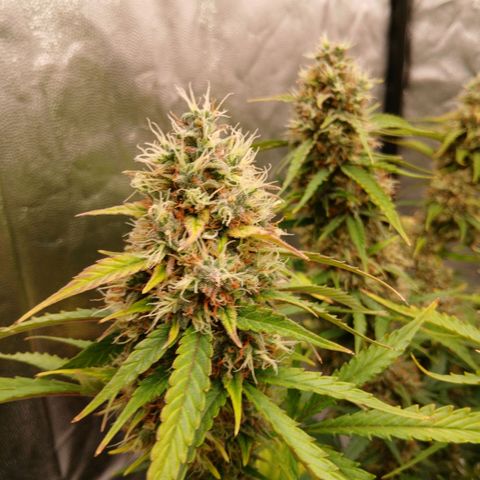 Gorilla Z growlog timeline photo