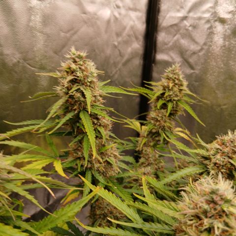 Gorilla Z growlog timeline photo