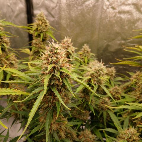 Gorilla Z growlog timeline photo