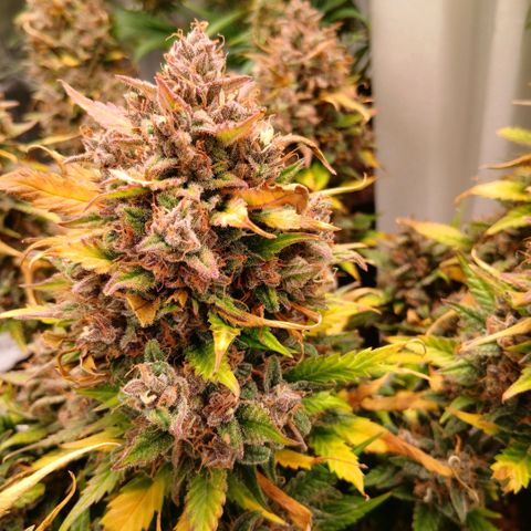 Lemon Cherry Cookies growlog timeline photo