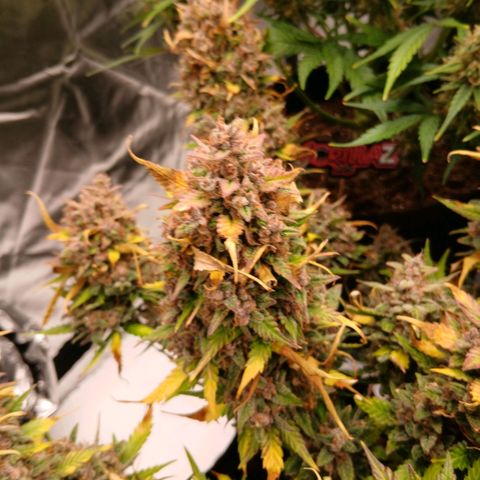 Lemon Cherry Cookies growlog timeline photo