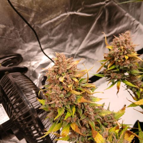 Lemon Cherry Cookies growlog timeline photo