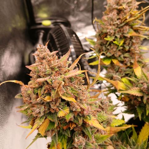 Lemon Cherry Cookies growlog timeline photo