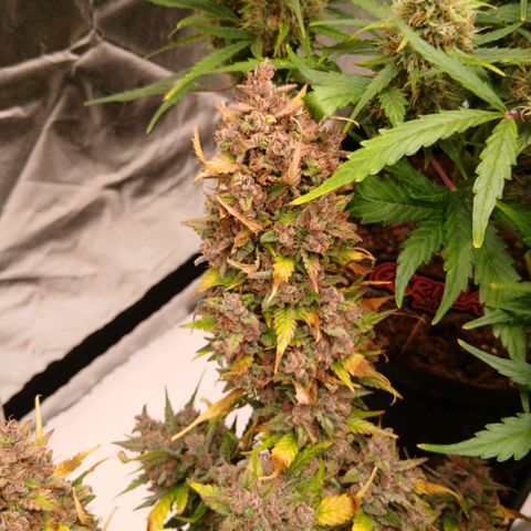 Lemon Cherry Cookies growlog timeline photo