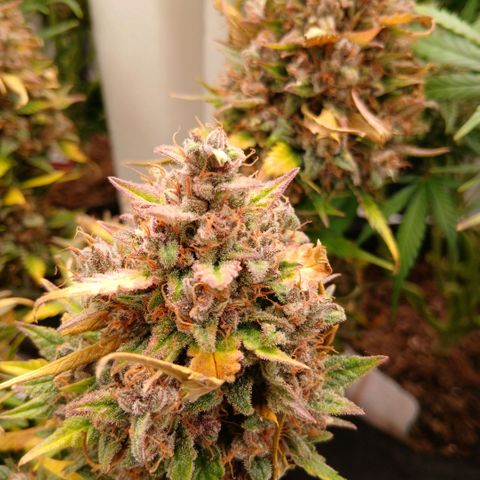 Lemon Cherry Cookies growlog timeline photo