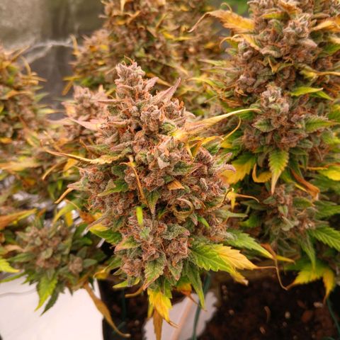 Lemon Cherry Cookies growlog timeline photo