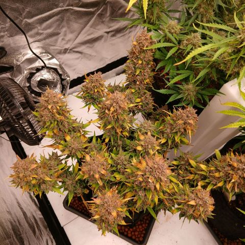 Lemon Cherry Cookies growlog timeline photo