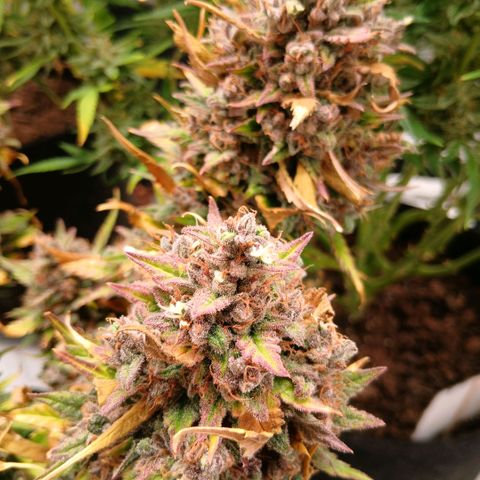 Lemon Cherry Cookies growlog timeline photo