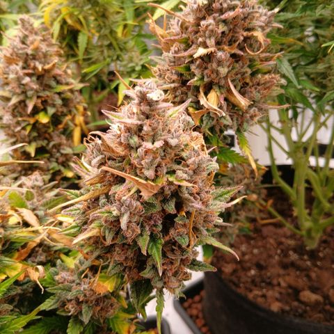 Lemon Cherry Cookies growlog timeline photo