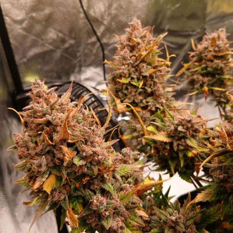 Lemon Cherry Cookies growlog timeline photo