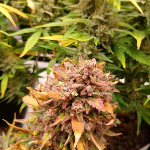 Lemon Cherry Cookies growlog timeline photo