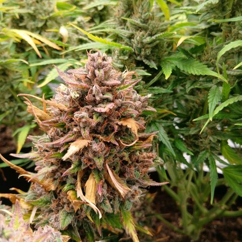 Lemon Cherry Cookies growlog timeline photo