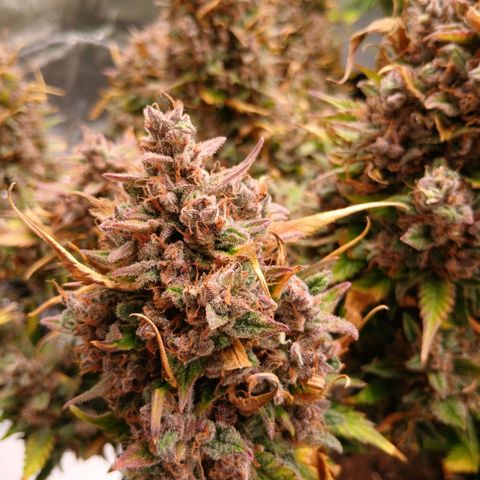 Lemon Cherry Cookies growlog timeline photo