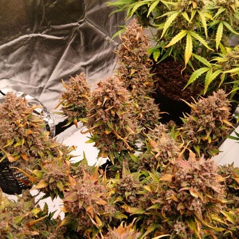 Lemon Cherry Cookies growlog timeline photo