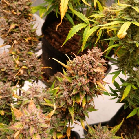 Lemon Cherry Cookies growlog timeline photo