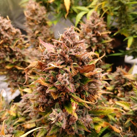 Lemon Cherry Cookies growlog timeline photo