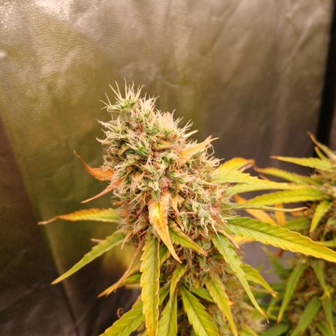 Gorilla Z growlog timeline photo