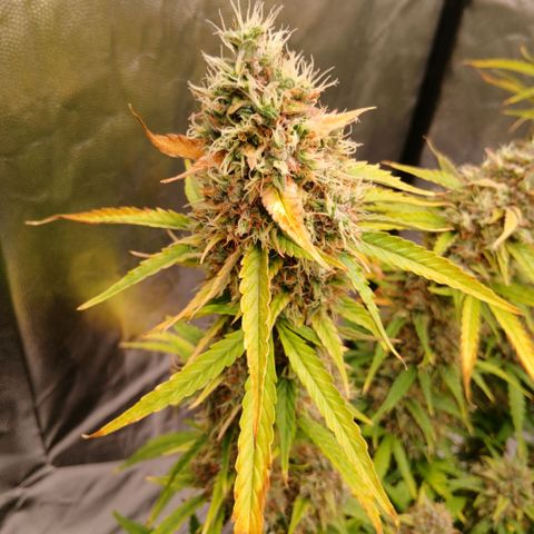 Gorilla Z growlog timeline photo