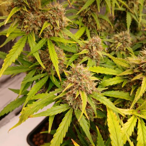 Gorilla Z growlog timeline photo