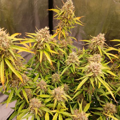 Gorilla Z growlog timeline photo