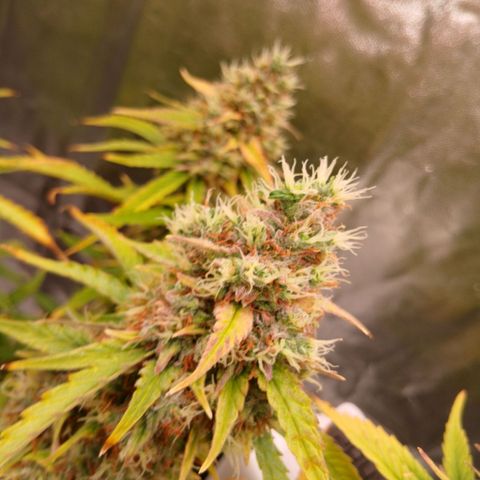 Gorilla Z growlog timeline photo