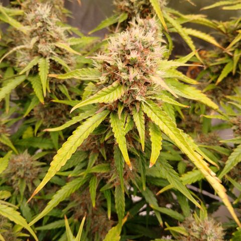 Gorilla Z growlog timeline photo