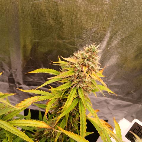 Gorilla Z growlog timeline photo
