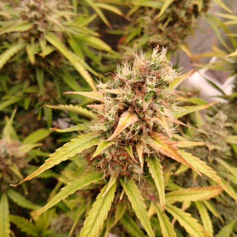 Gorilla Z growlog timeline photo