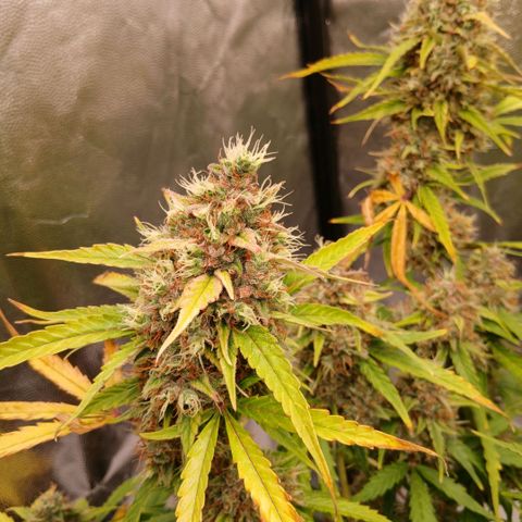 Gorilla Z growlog timeline photo
