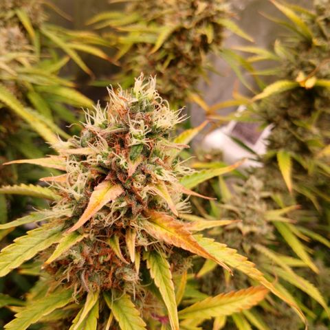Gorilla Z growlog timeline photo
