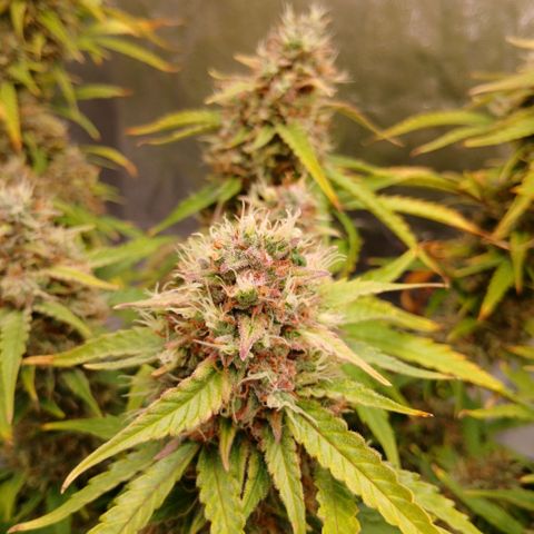 Gorilla Z growlog timeline photo