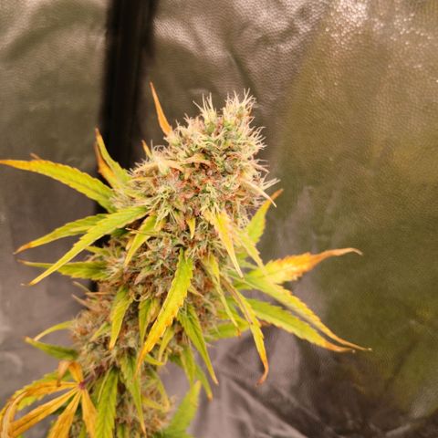 Gorilla Z growlog timeline photo