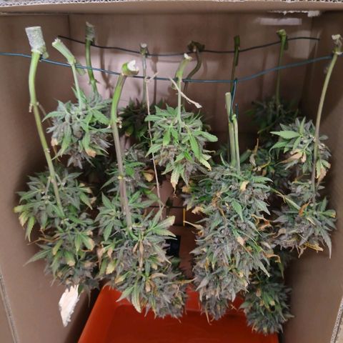 Lemon Cherry Cookies growlog timeline photo