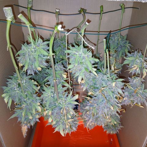 Lemon Cherry Cookies growlog timeline photo