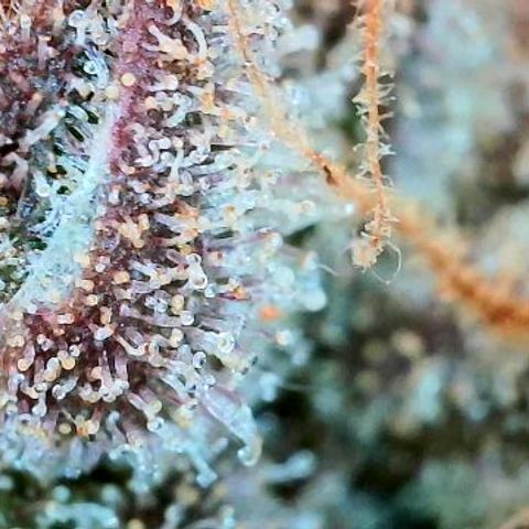 Lemon Cherry Cookies growlog timeline photo