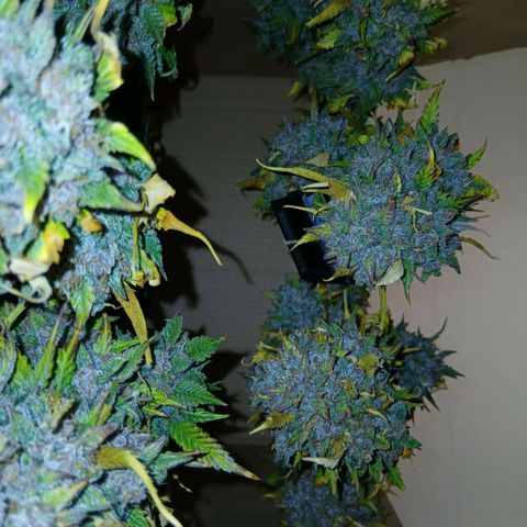 Lemon Cherry Cookies growlog timeline photo