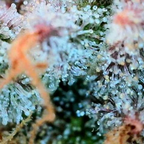 Lemon Cherry Cookies growlog timeline photo
