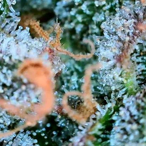 Lemon Cherry Cookies growlog timeline photo