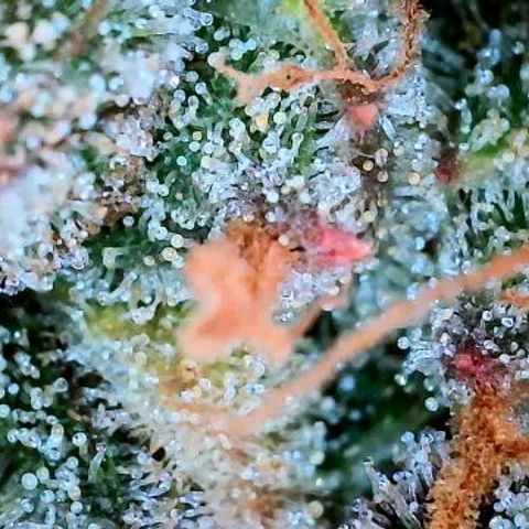 Lemon Cherry Cookies growlog timeline photo