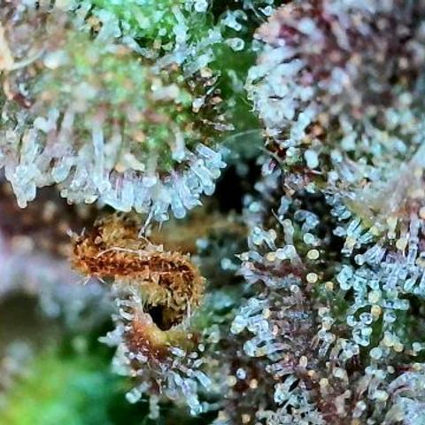 Lemon Cherry Cookies growlog timeline photo