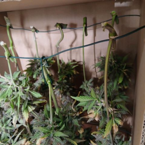 Lemon Cherry Cookies growlog timeline photo