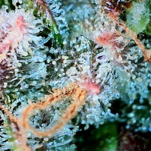 Lemon Cherry Cookies growlog timeline photo