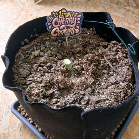 Lemon Cherry Cookies growlog timeline photo