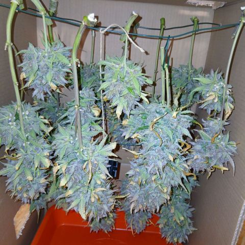 Lemon Cherry Cookies growlog timeline photo