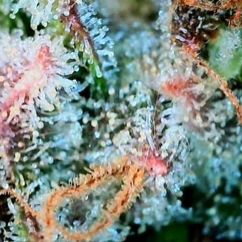 Lemon Cherry Cookies growlog timeline photo