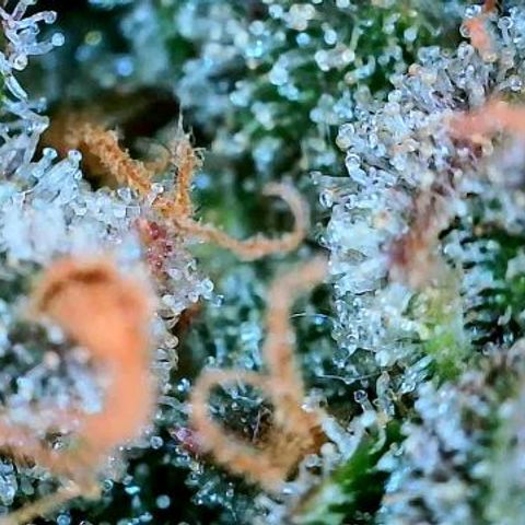 Lemon Cherry Cookies growlog timeline photo