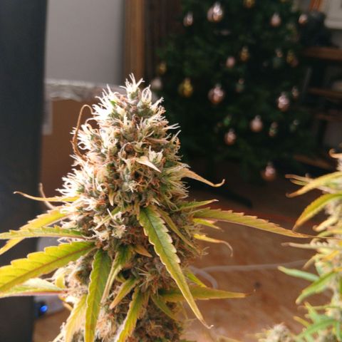 Gorilla Z growlog timeline photo