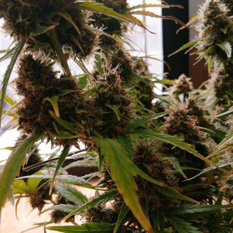 Gorilla Z growlog timeline photo