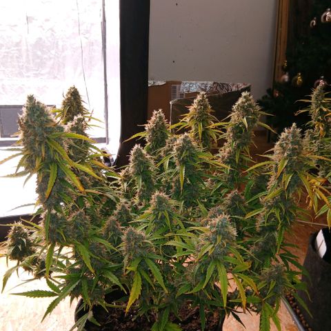 Gorilla Z growlog timeline photo