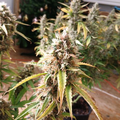Gorilla Z growlog timeline photo